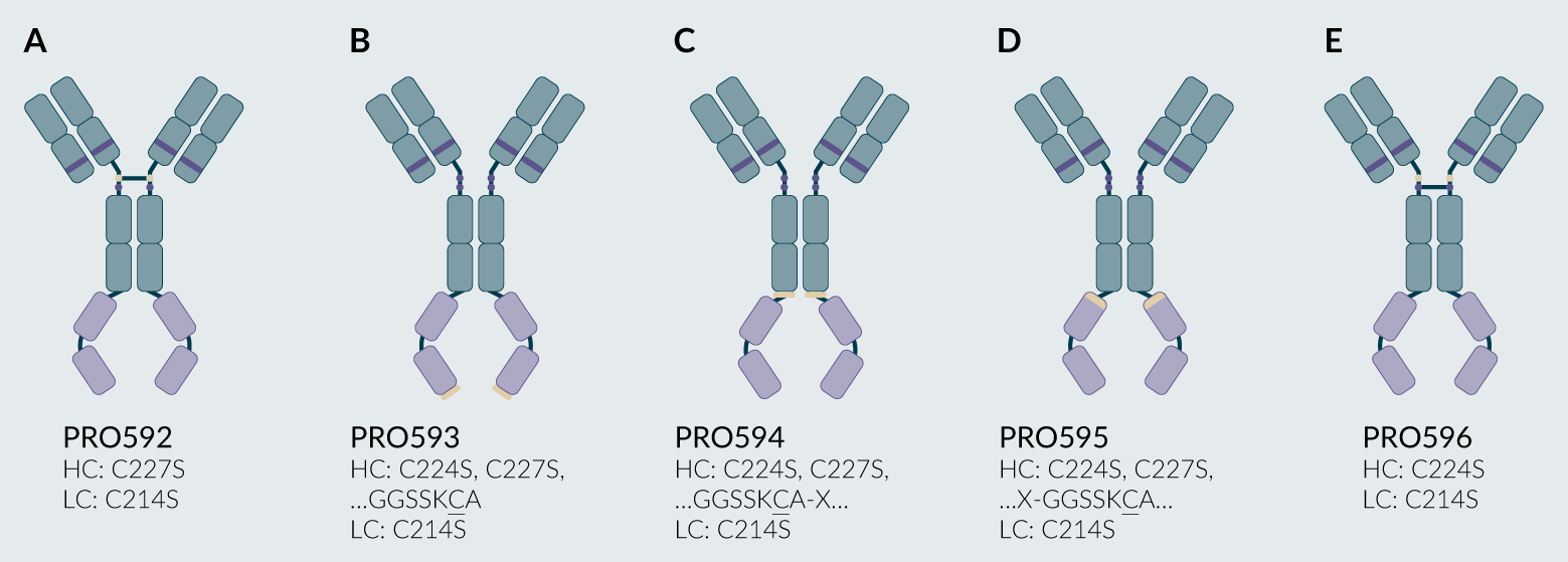 All PRO504 variants for cysteine PEGylation.
